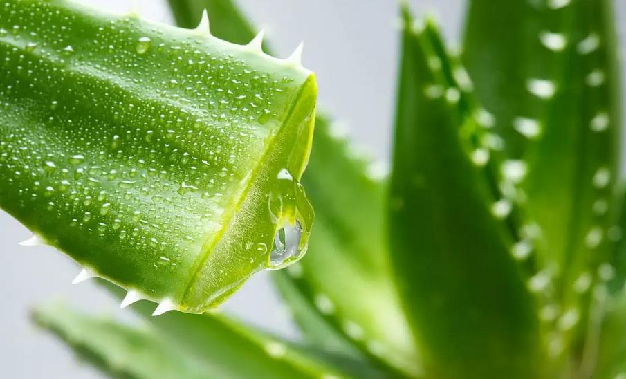 芦荟去痘使用方法公布!芦荟祛痘效果很好吗?