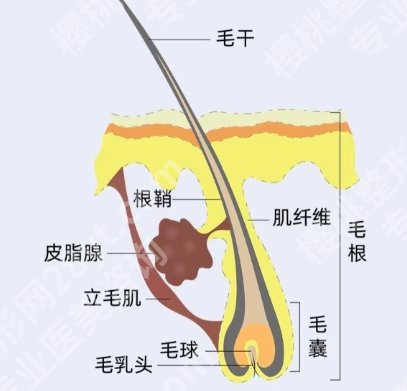 2025北京植发多少钱?哪家好?医院相关详情信息!