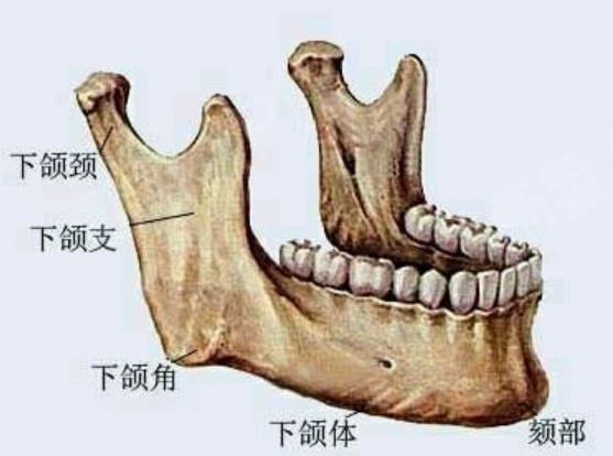 下颌角整形手术原理是什么?类型有几种?注意事项分享!