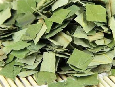 荷叶茶能减肥吗？起到哪些作用？