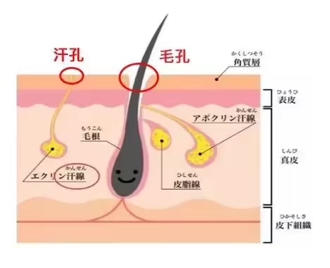 怎么收缩脸部毛孔?毛孔粗大怎么办?这几项轻医美教你重拾细腻肌肤!