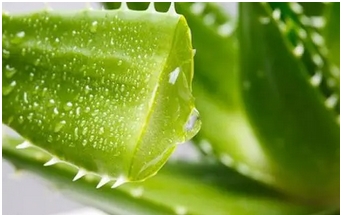 新鲜芦荟涂脸正确方法是这样的？照着这些方法做，让你的肌肤焕发新生机！