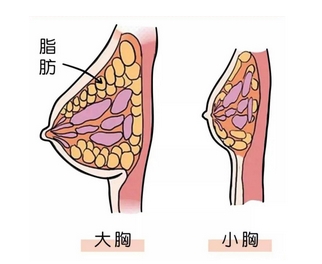 自体脂肪丰胸手术费大概要多少钱?医生从业履历|技术优势点击解锁!