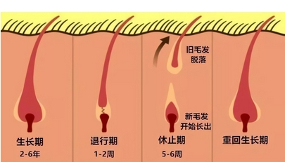 郝健医生调节脱发怎么样？医生技术特色|案例点评，超全干货！