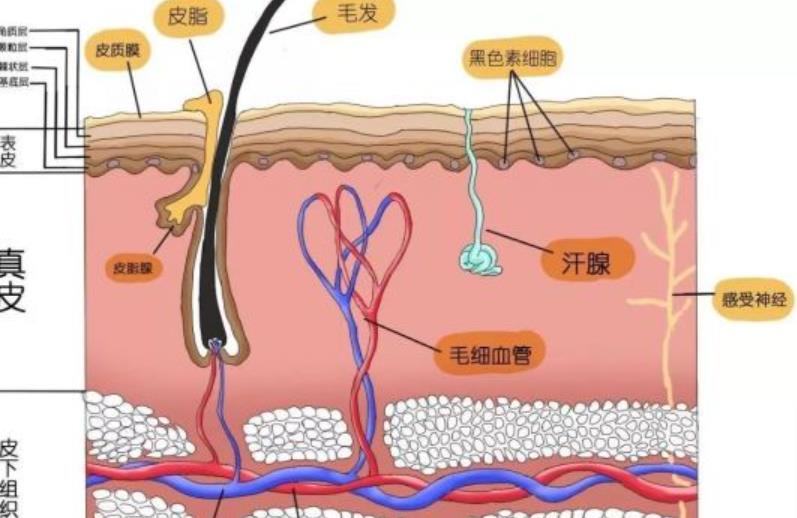 丁爽瘢痕综合调节很擅长吗？真实的技术如何？戳进来看看真人案例
