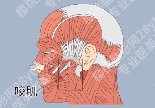 咬肌太大怎么办如何让咬肌变小？三个调节咬肌大方法更新