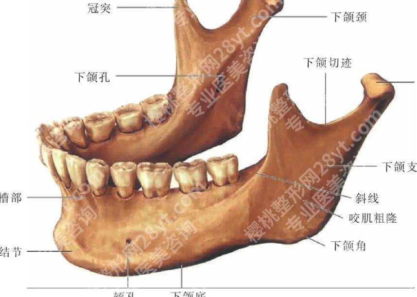 下颌角宽大怎么改良？做手术风险大不大？戳进来看