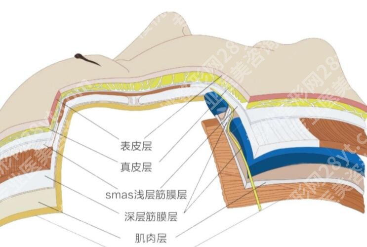 宝尼达多少钱一支？哪些因素影响价格表的浮动？