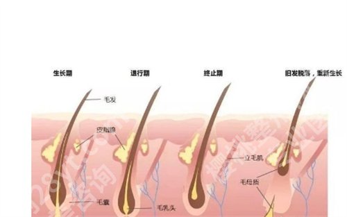 深圳北大医院植发和碧莲盛植发哪个好？医院信息简介