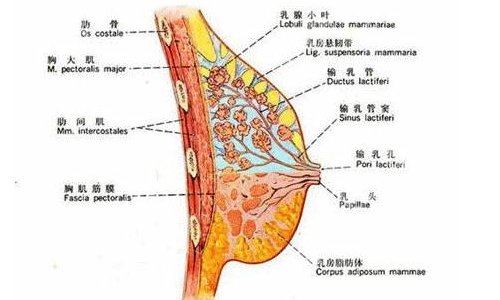 朱云医生隆胸怎么样？医生简介、网友反馈、擅长项目