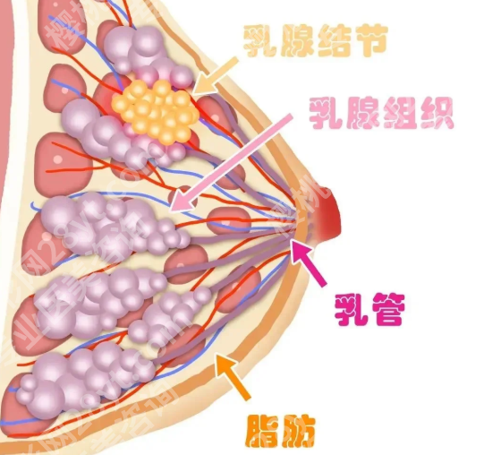 佛山第一人民医院隆胸多少钱？附费用标准，含医院资料一览