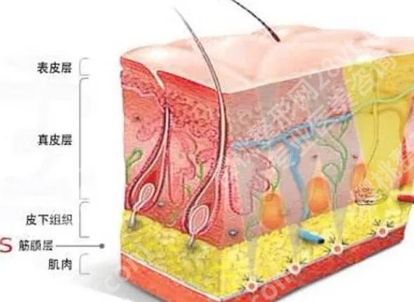 上海长征医院筋膜提升术多少钱？基本信息|一站式掌握