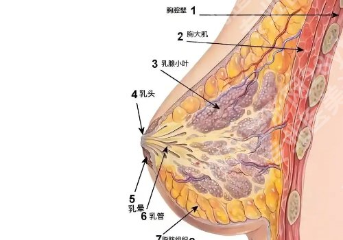 广州曾德浩医生技术优势更新！医生详情及项目科普！
