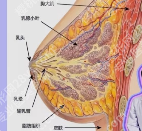 沈阳隆胸整形医院哪里好？分享了医院技术特色详细资料！