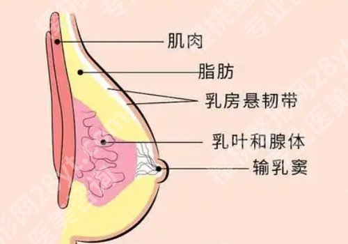 上海九院隆胸技术怎么样？技术优势+特色案例！