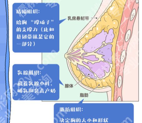 新桥医院丰胸怎么样？樊东力、雷泽源等医生技术高超、个个实力派！